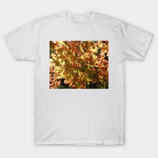 Maple Leaves in the Fall T-Shirt